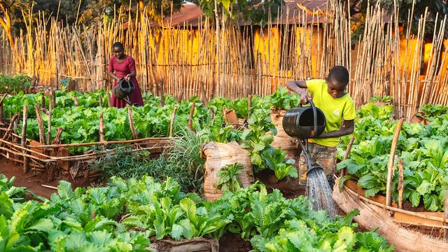 Students at Turkana Girls Secondary School tend crops on the school demonstration farm as part of a climate-smart agriculture programme in Loima, Turkana